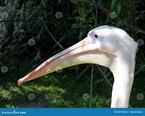 Pelican Stock Photo Image Of Bird Phenology Pouch 58757636