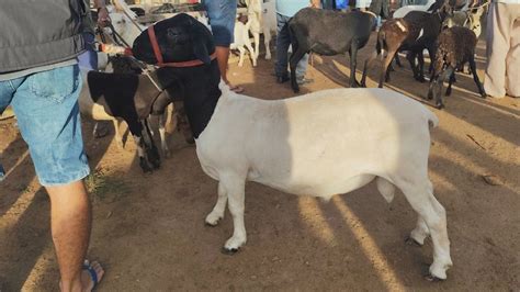 Feira De Ovinos E Caprinos Da Vila Folha Mi Da Cra Bas Al Dia