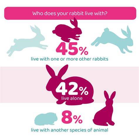 Rabbits Pdsa