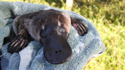 Platypuses More Affected By Bushfires Than Drought Study Finds Abc News