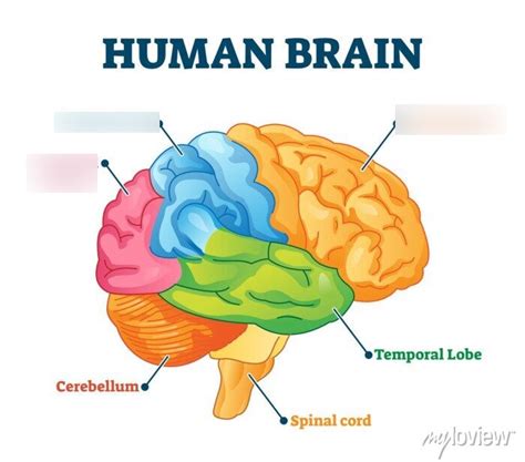 Cns Anatomy Diagram Quizlet