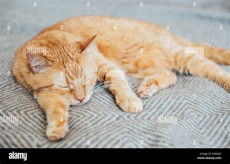 Big Ginger Cat Laying On Bed Blanket Sleeping Stock Photo Alamy