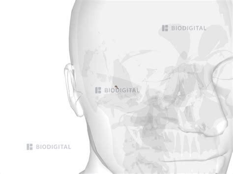 Right Incus Biodigital Anatomy