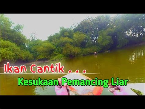 Ikan Cantik Kesukaan Pemancing Liar Mancing Wko Terbaru Youtube