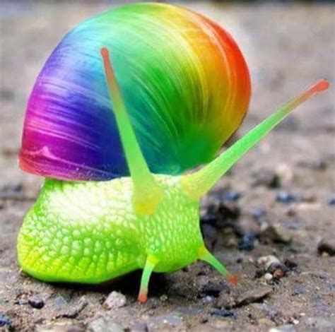 Caracol arco íris Snail Colorful animals Animals beautiful