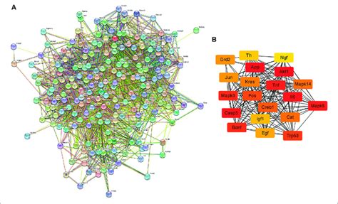 Ppi Network Of The Potential Target Genes And Hub Genes Screen A