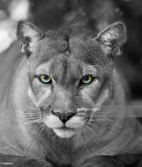 Florida Panther Black White Eyes In Color High-Res Stock Photo - Getty Images