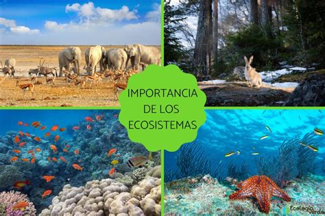 Cual Es La Importancia De La Biodiversidad En Los Ecosistemas