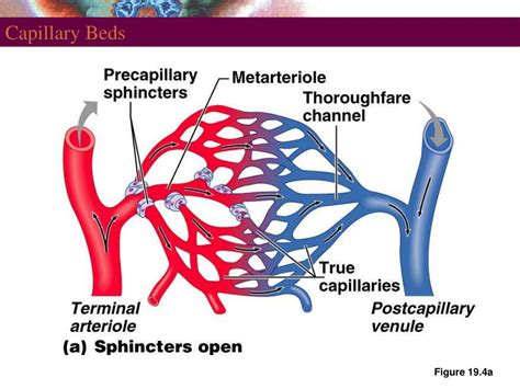 PPT - Structure of Blood Vessels PowerPoint Presentation - ID:776089