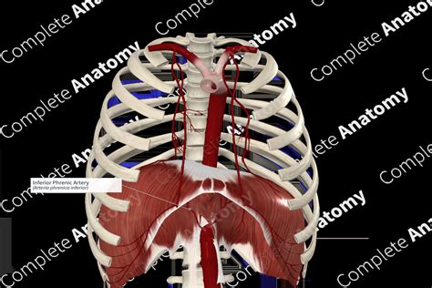 Inferior Phrenic Artery | Complete Anatomy