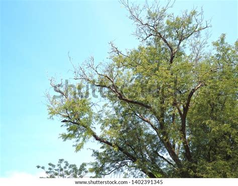 Tamarind Tree Forest Stock Photo Shutterstock