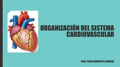 Organizaci N Del Sistema Cardiovascular Andreea S Carvajal Udocz