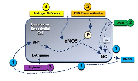 Molecular Basis Of Nitric Oxide No Reduction In Erectile Dysfunction