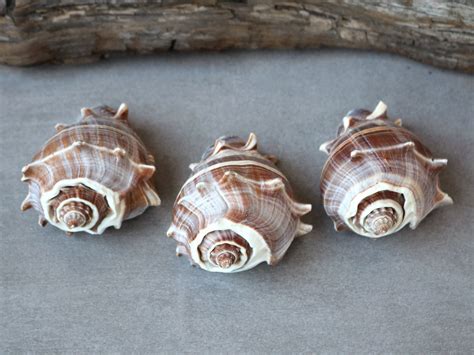 Caribbean Crown Conch Shell Specimen One Urban Tribe