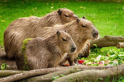 How Did Capybaras Become Japan’s Favorite Animal?