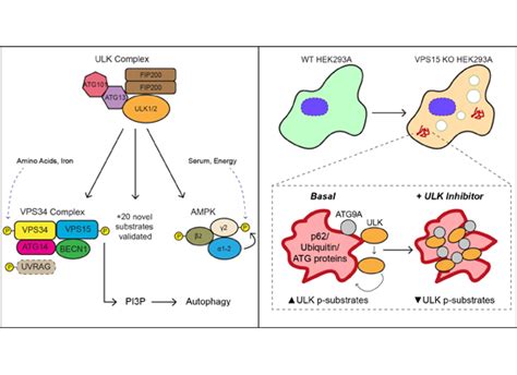 Phosphoproteomic Identification Of Ulk Substrates Reveals Vps