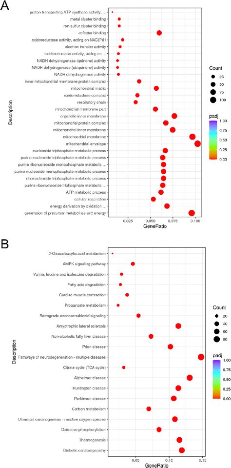 Gene Ontology And Kegg Pathway Analysis Of Upregulated Degs In Nd Fed