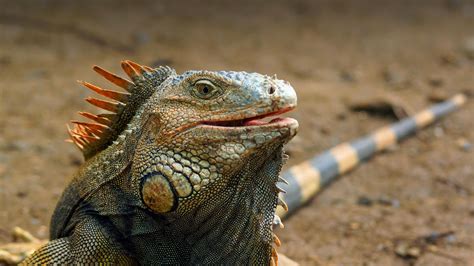 Animal Iguana Hd Wallpapers Wallpaper Cave