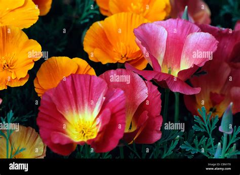 Eschscholzia Californica Thai Silk California Poppy Semi Double Annual