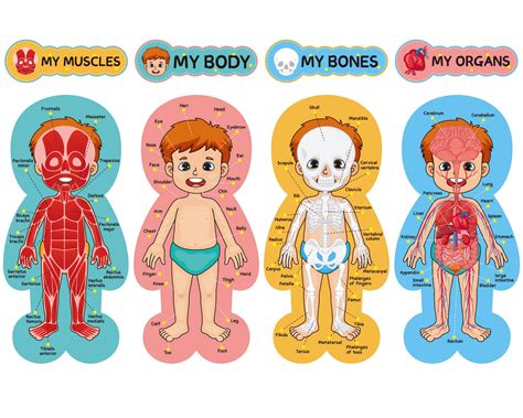 Buy Human Body Bulletin Board Set Human Body Educational Learning S 11