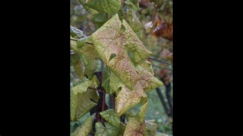 Aggiornamenti Su Flavescenza Dorata Della Vite Esperienze Di Difesa