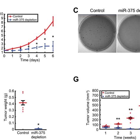 PDF A MiR 375 YAP Axis Regulates Neuroendocrine Differentiation And