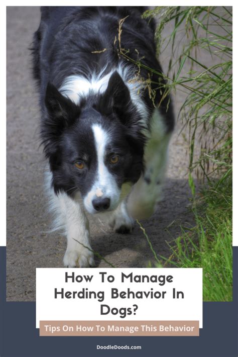 How To Manage Herding Behavior In Dogs - Doodle Doods