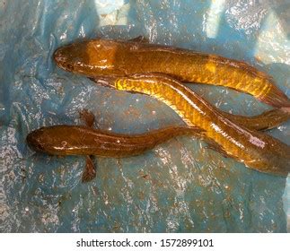 Three Captive Black Baby Axolotl Bangladeshi Stock Photo 1572899101 ...