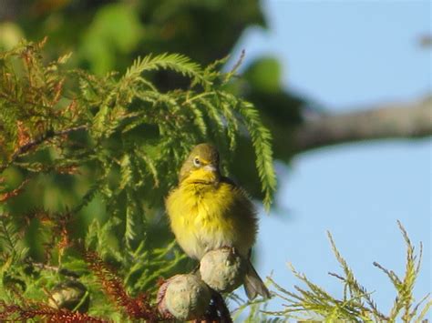 What bird? - Help Me Identify a North American Bird - Whatbird Community