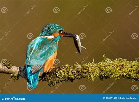 Close-up of an Eurasian Kingfisher with a Fish in the Beak Stock Photo ...