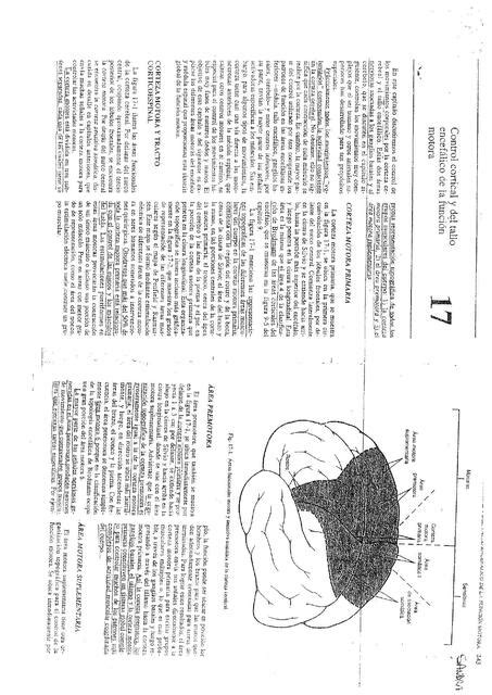 Control Cortical y del Tallo Encefálico de la Función Motora