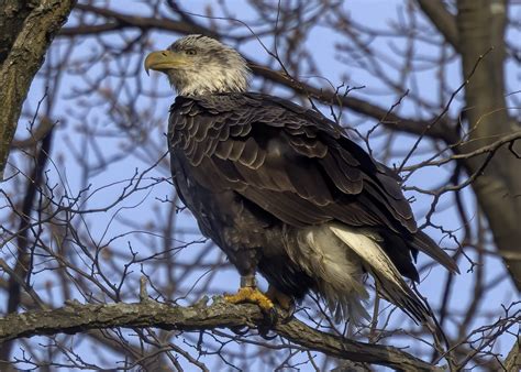 Bald Eagle Sub Adult Jorge Luis Montalvo Flickr