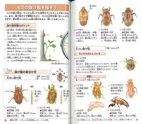 新刊news 『新・ポケット版 学研の図鑑 ～自然観察～』 ネイチャー＆サイエンス