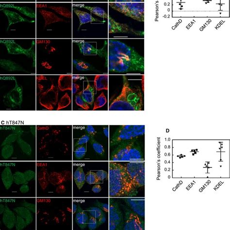 Subcellular Localization Of Ca And Dn Mutants Of Human Rab In Rbl H