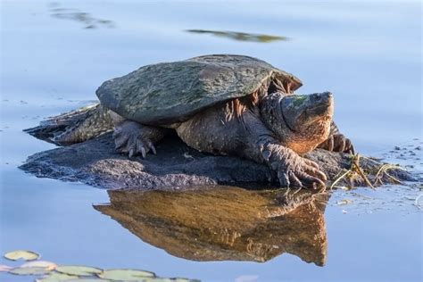 Snapping Turtle Bite – All You Need To Know! – Reptiles Time