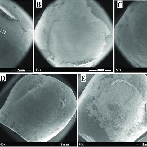 Fe Sem Macrographs Of Debonded Premolar Buccal Surfaces A Pa