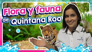 Cuál es la flora y fauna de Quintana Roo Doovi