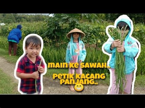 SERUNYA MAIN KE SAWAH PETIK KACANG PANJANG YouTube