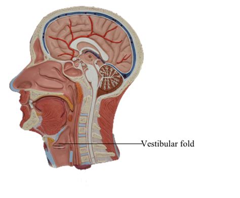 Vestibular Fold