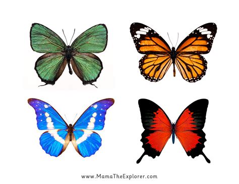 These Free Printable Butterflies | mackira-thanatos