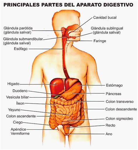 25+ melhores ideias de Sistema digestivo partes no Pinterest | Partes del sistema digestivo ...