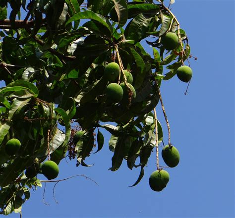 Fotos gratis árbol rama Fruta hoja flor comida verde Produce