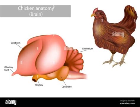 Todo lo que debes saber sobre la reproducción de las gallinas