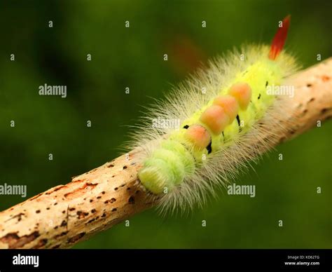 Moth Caterpillar Hi Res Stock Photography And Images Alamy