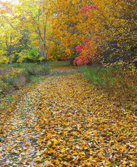 Golden Pathway Dave Aragona Flickr