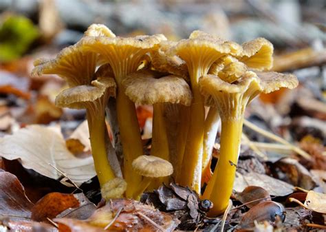 Girolle Description Confusions Cuisine Et Conservation