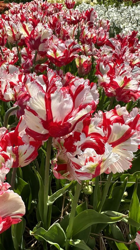 Tulipan Papuzi Estella Rijnveld 5 Szt FlowersBulbs Cebulki Kwiatowe