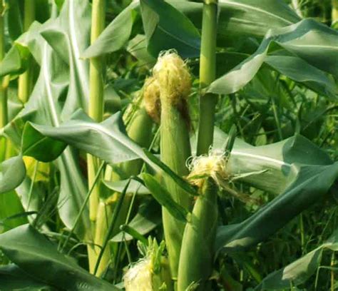 All About Corn | The Provident Prepper