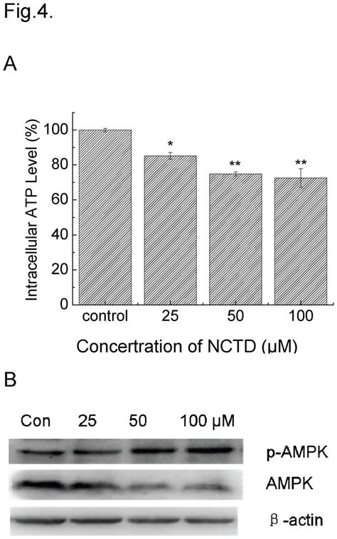 The Atp Levels In Du Cells Exposed With Nctd For H Plot A The