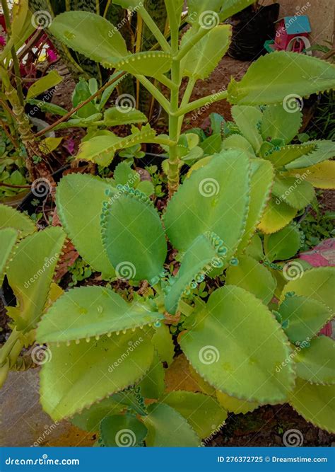 Cocor Duck Is An Ornamental Plant That Comes From The Kalanchoe Genus